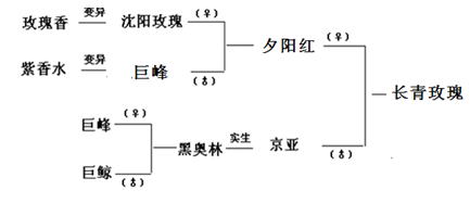 沈陽葡萄苗